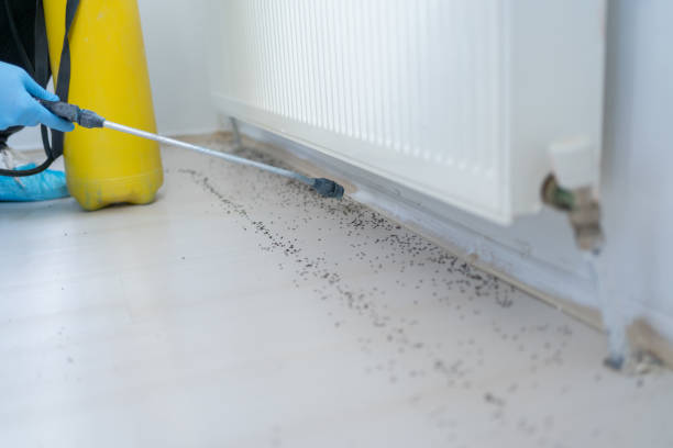 Flea Control Services in Nevada City, CA